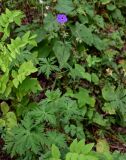 Geranium ruprechtii. Цветущее растение в сообществе с Galega. Дагестан, Гунибский р-н, с. Гамсутль, ≈ 1400 м н.у.м., опушка березняка. 29.07.2022.