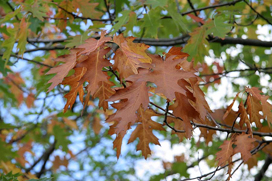 Изображение особи Quercus rubra.