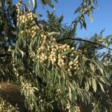 Elaeagnus angustifolia