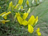 Genista scythica. Веточка с цветками. Украина, Донецкая обл., Новоазовский р-н, балка Харцызская, петрофитная степь. 10.05.2011.