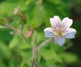 Geranium krylovii