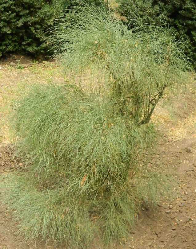 Изображение особи Ephedra procera.