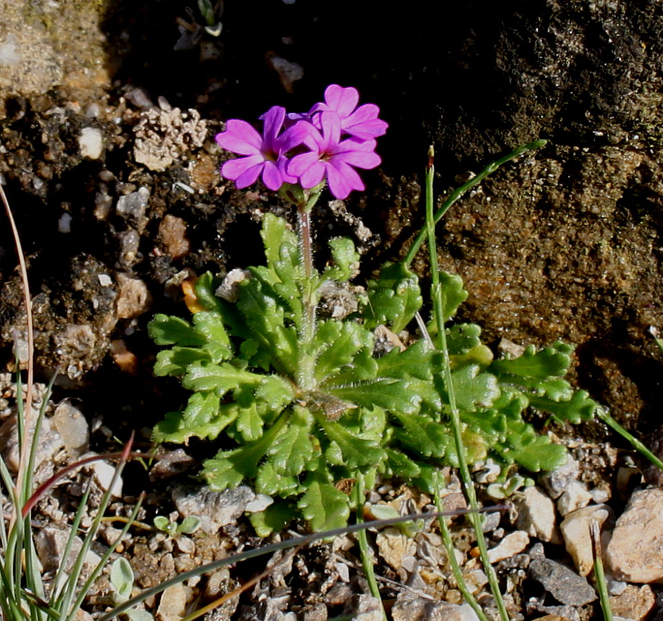 Изображение особи Erinus alpinus.