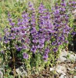 Mentha pulegium. Цветущие растения. Черногория, Сланское озеро (западный берег). 03.07.2011.