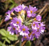 Primula fistulosa