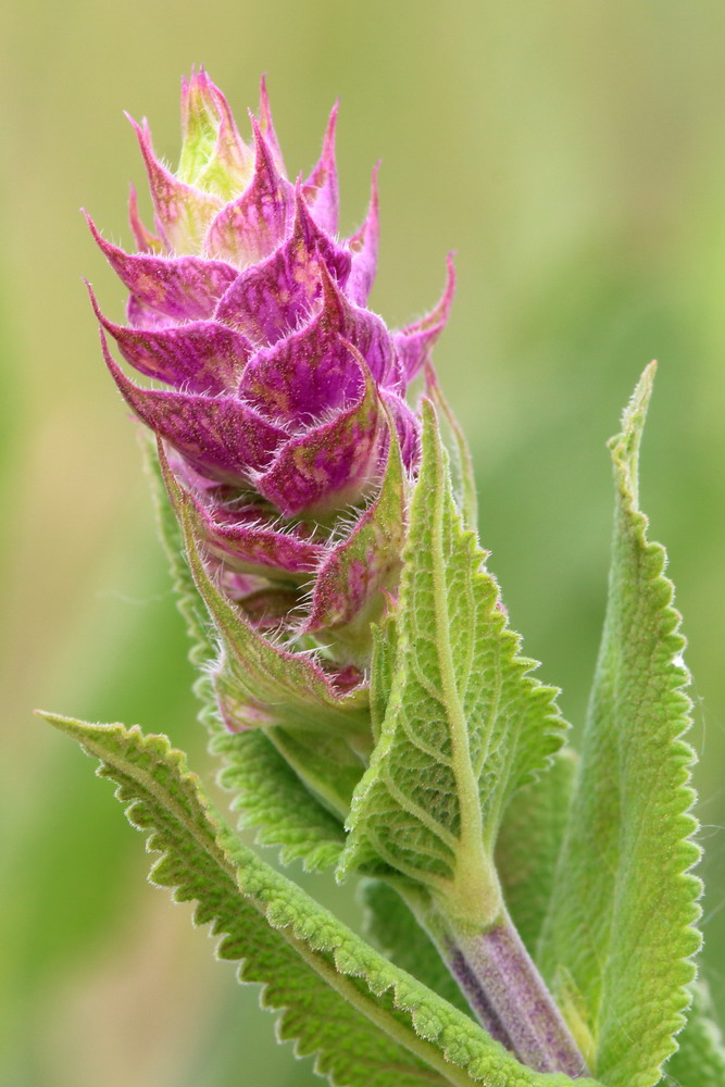 Изображение особи Salvia tesquicola.