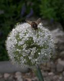 Allium galanthum