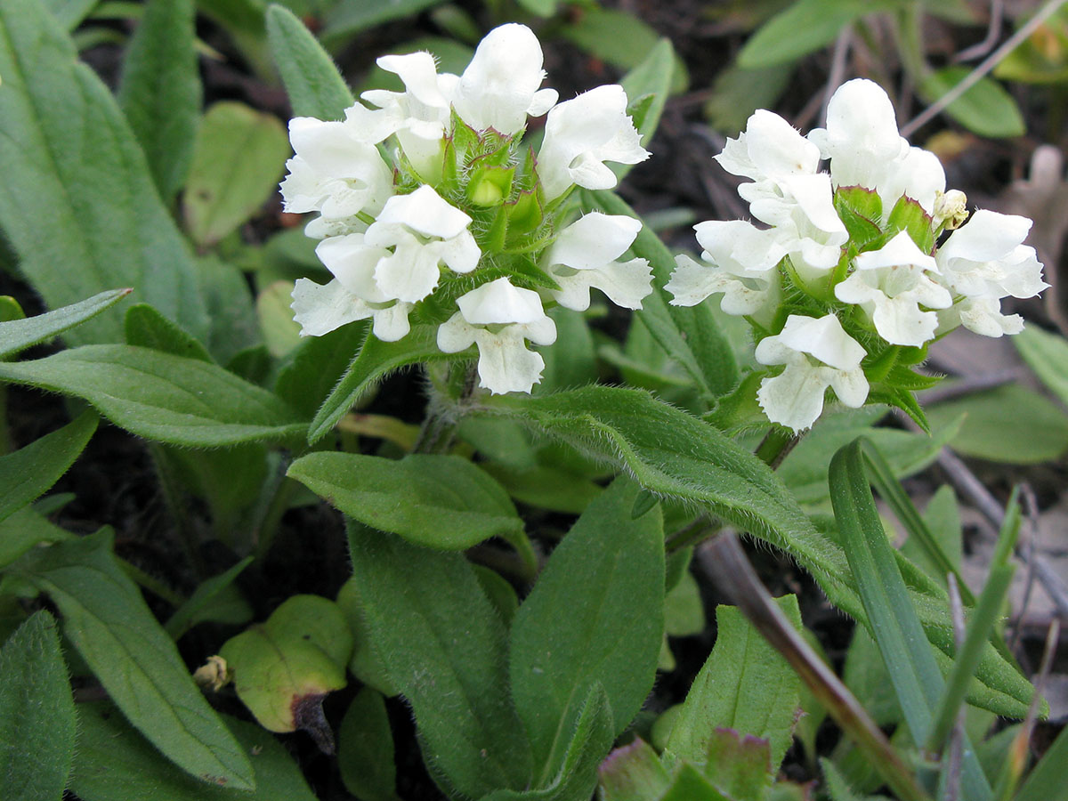 Image of Prunella laciniata specimen.