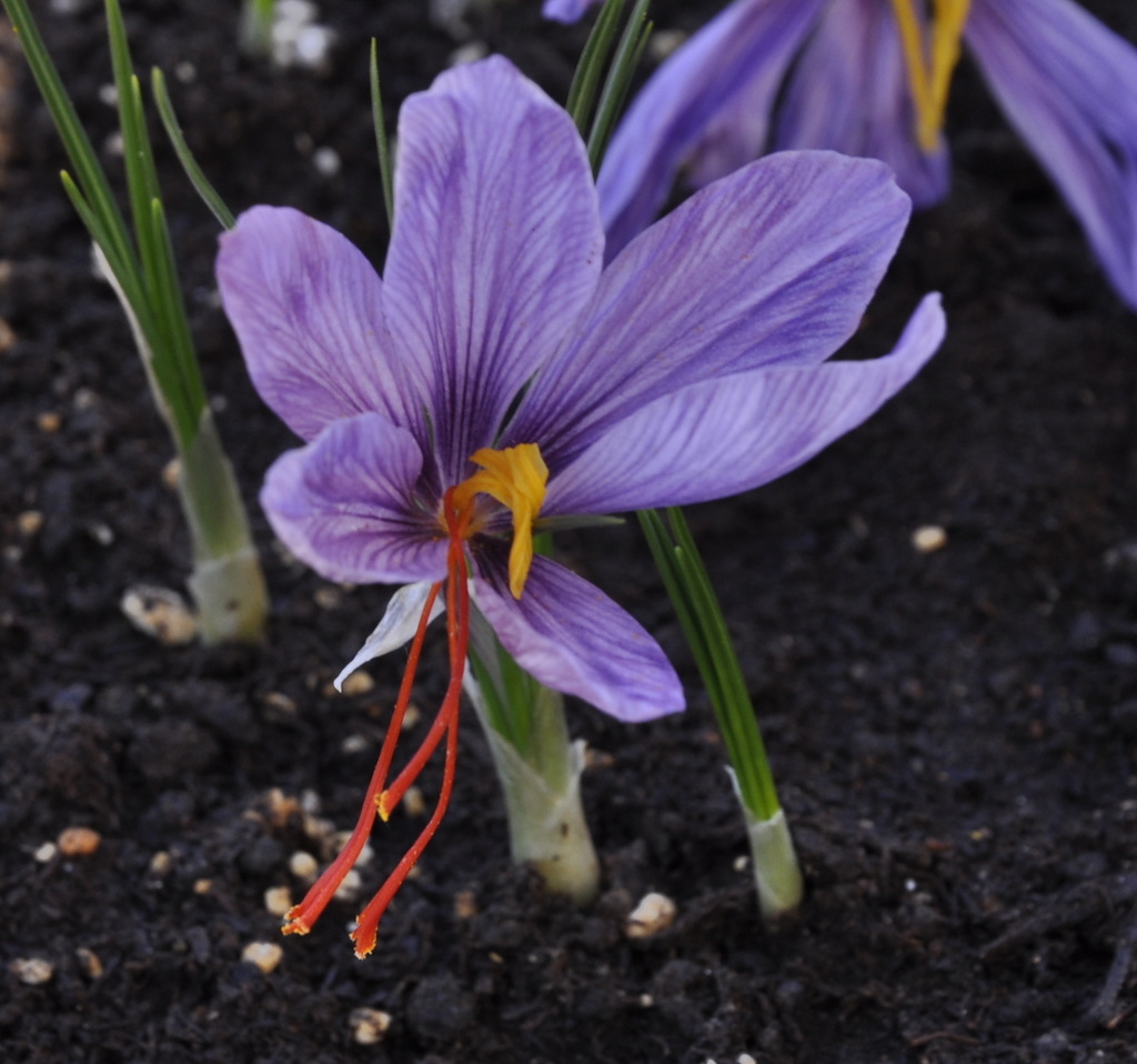 Изображение особи Crocus sativus.