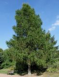 Larix decidua