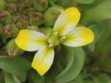 Erysimum repandum