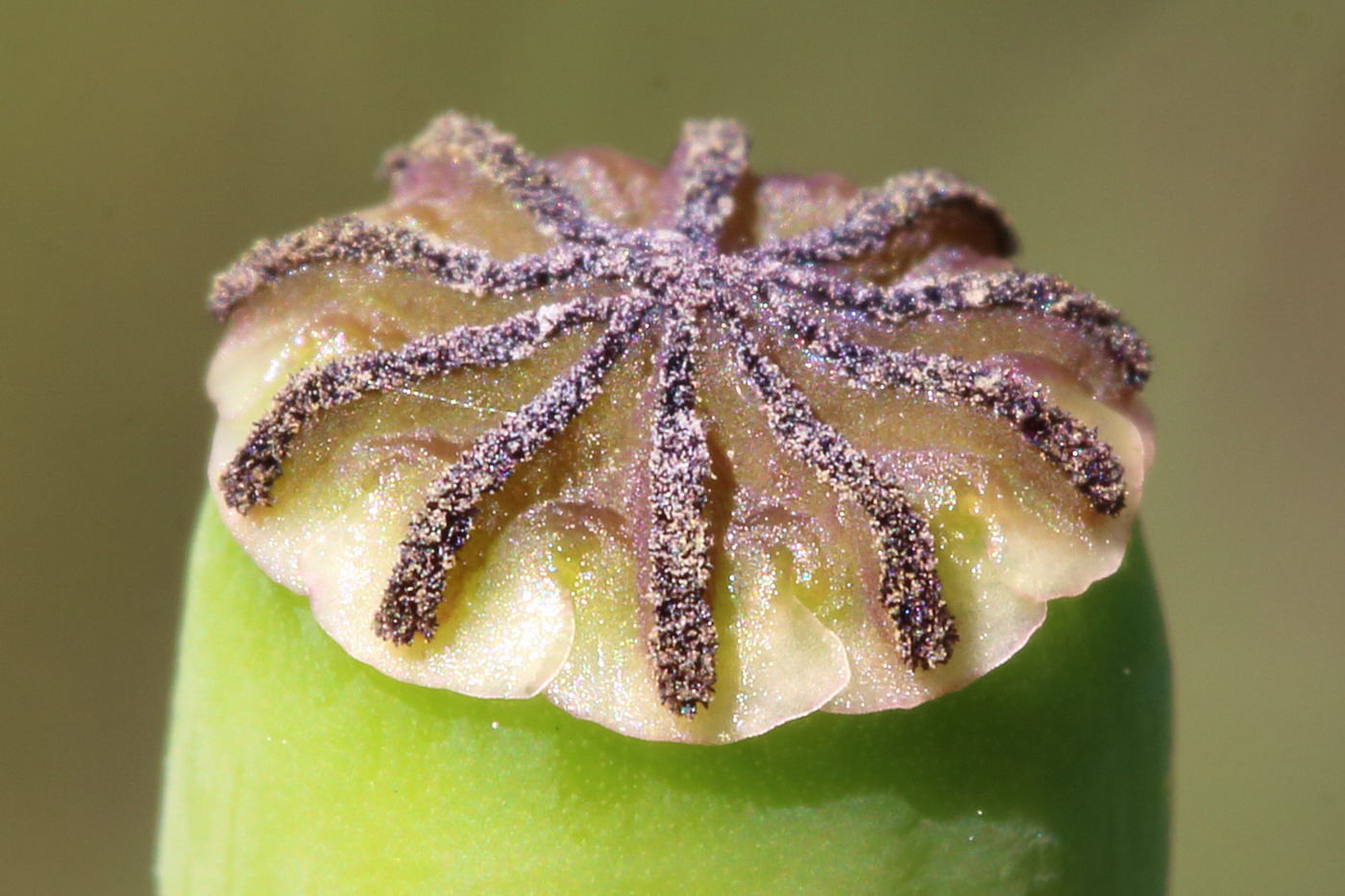 Изображение особи Papaver stevenianum.