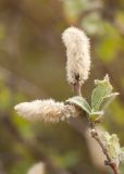 Salix lanata