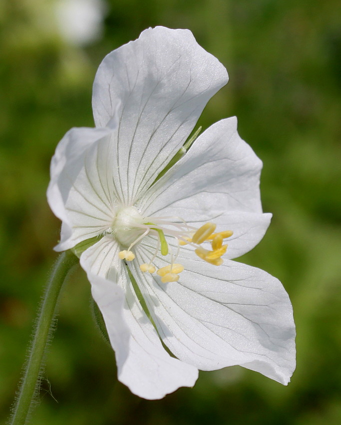 Изображение особи Geranium pratense.