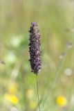 Phleum pratense