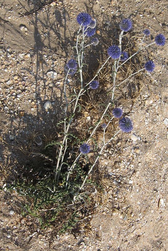 Изображение особи Echinops ruthenicus.