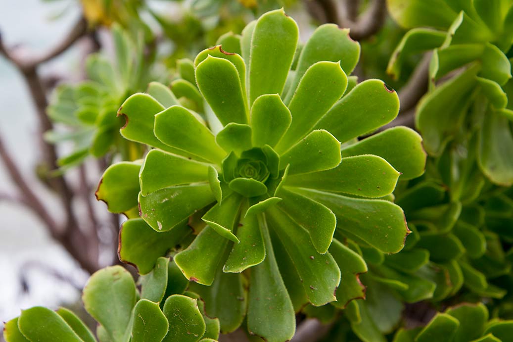 Изображение особи Aeonium arboreum.