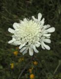 Scabiosa praemontana. Соцветие. Крым, Симферополь, Марьино, степной склон. 14 июля 2015 г.