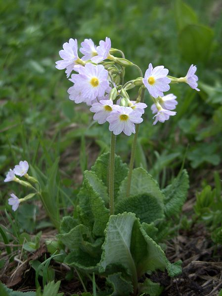 Image of Primula amoena specimen.