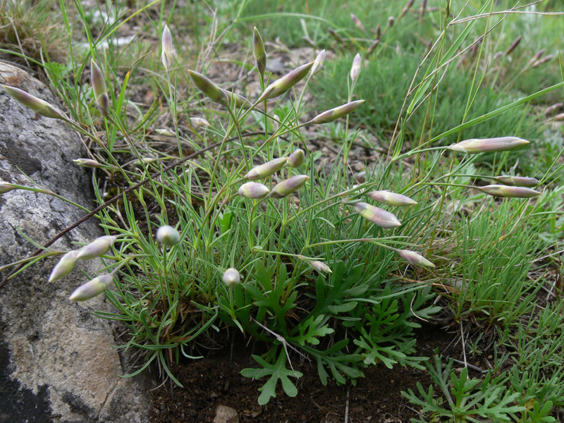 Изображение особи Dianthus acicularis.