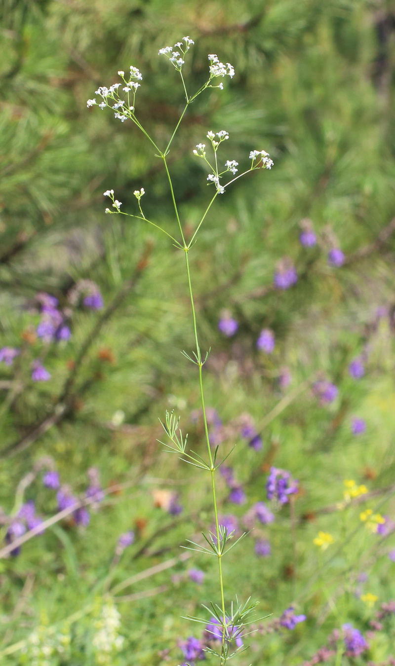 Изображение особи Galium octonarium.