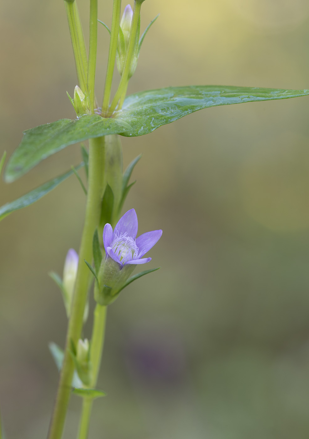 Изображение особи Gentianella amarella.