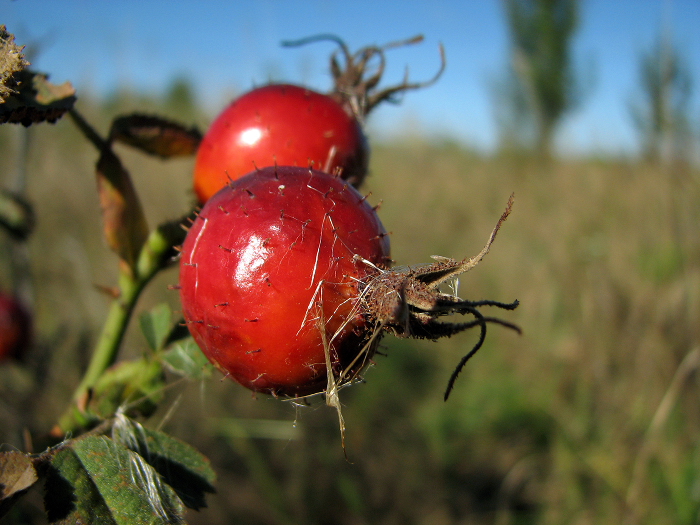 Image of genus Rosa specimen.