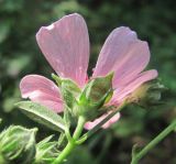 Althaea narbonensis