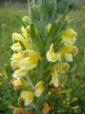 Pedicularis mariae