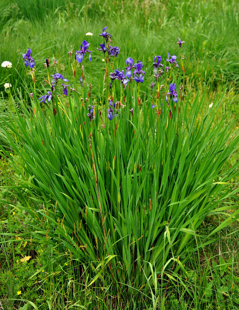 Изображение особи Iris sibirica.