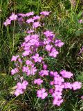 Dianthus versicolor