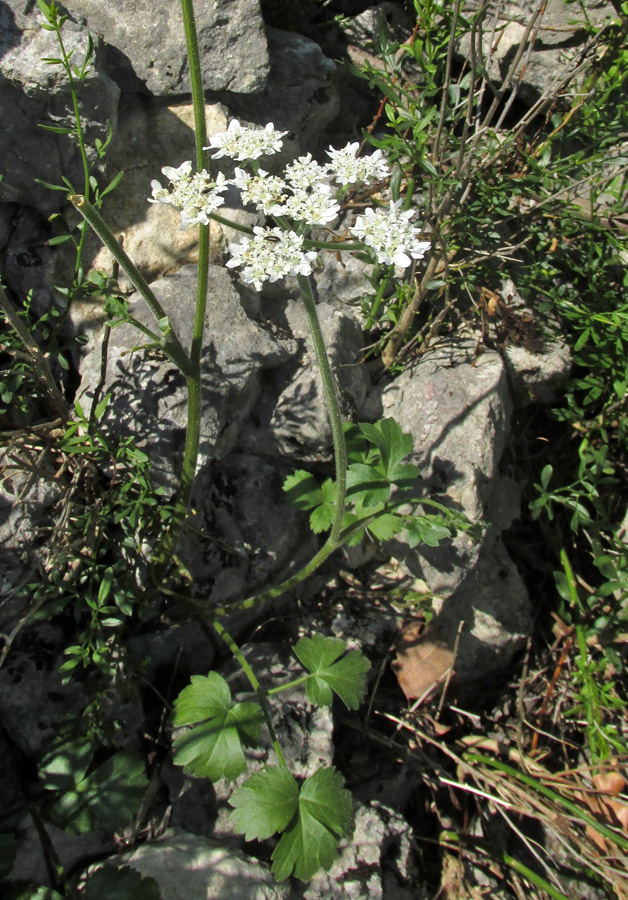 Изображение особи Heracleum ligusticifolium.