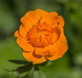 Trollius asiaticus