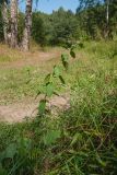 Mentha arvensis