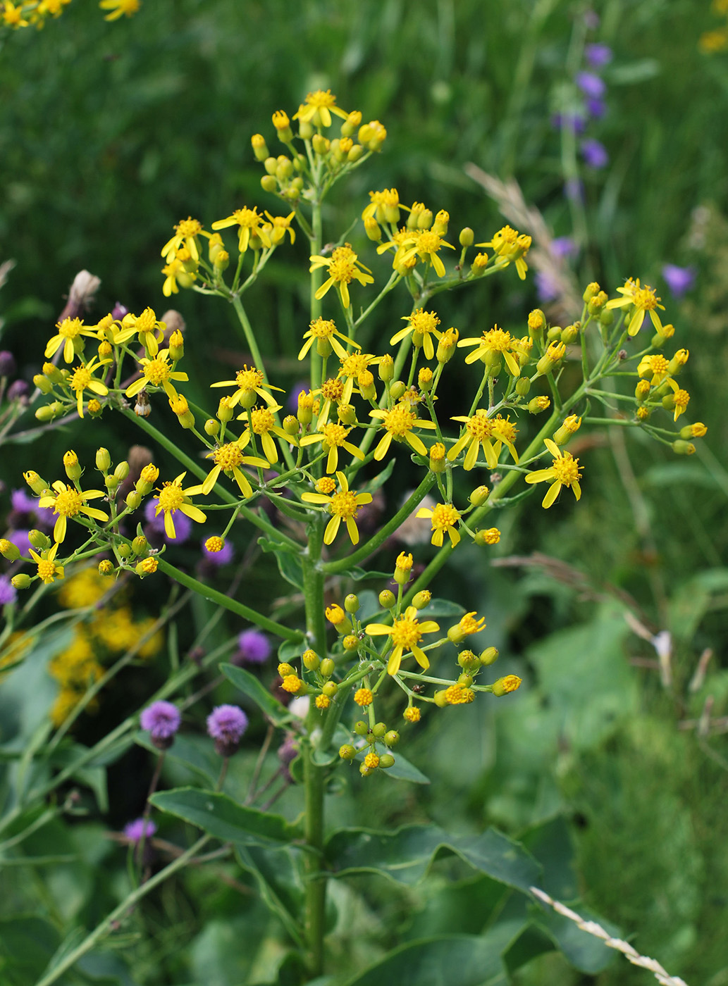 Изображение особи Senecio schwetzowii.