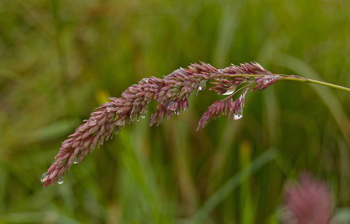 Изображение особи Phalaroides arundinacea.