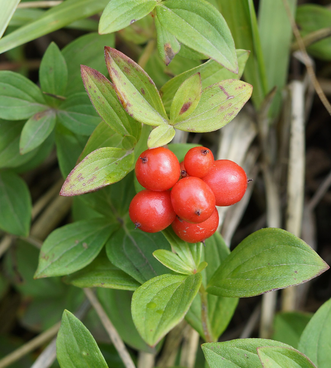 Изображение особи Chamaepericlymenum suecicum.