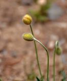 Papaver rubro-aurantiacum. Верхушки побегов с бутонами. Монголия, аймак Уверхангай, восточные отроги хребта Хангай, верховья р. Улаан-Гол, ≈ 2000 м н.у.м., каменистый сухой склон. 03.06.2017.