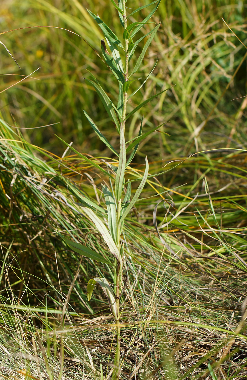 Изображение особи Hieracium umbellatum.