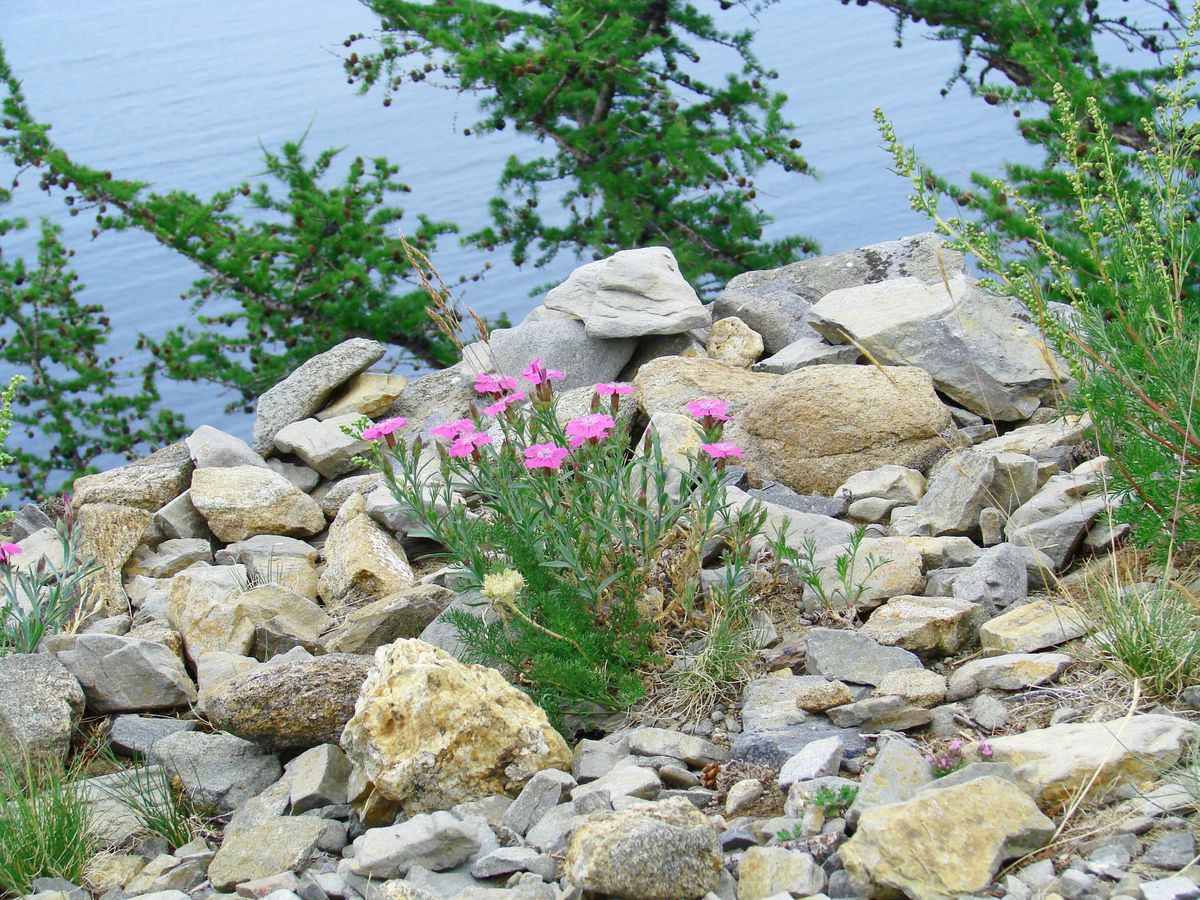 Изображение особи Dianthus versicolor.