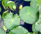 Nymphaea разновидность pubescens