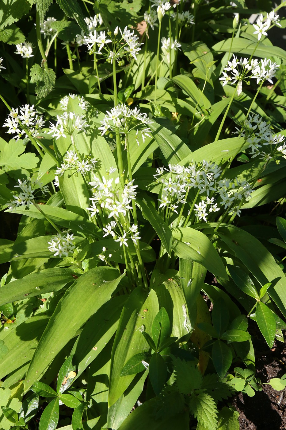 Изображение особи Allium ursinum.