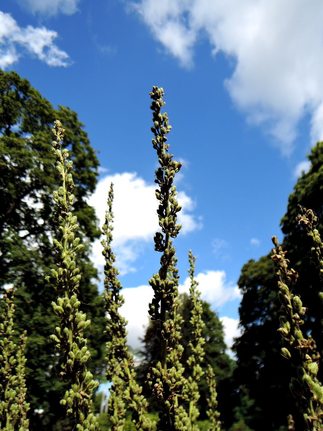 Изображение особи Verbascum olympicum.