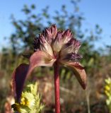 Gentiana macrophylla. Незрелое соплодие с листьями. Магаданская обл., г. Магадан, окр. мкр-на Пионерный, поляна у дороги. 23.08.2018.