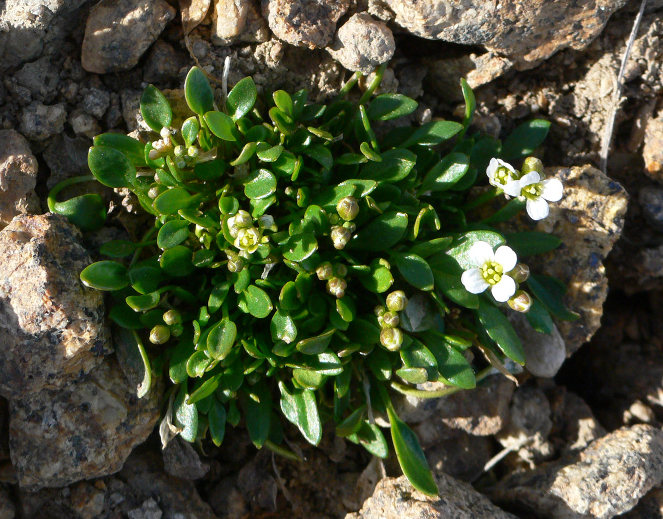 Изображение особи Cochlearia groenlandica.