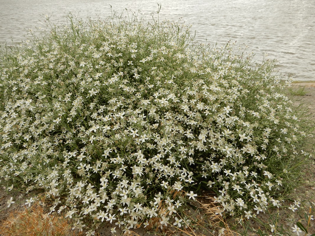 Изображение особи Clematis songorica.