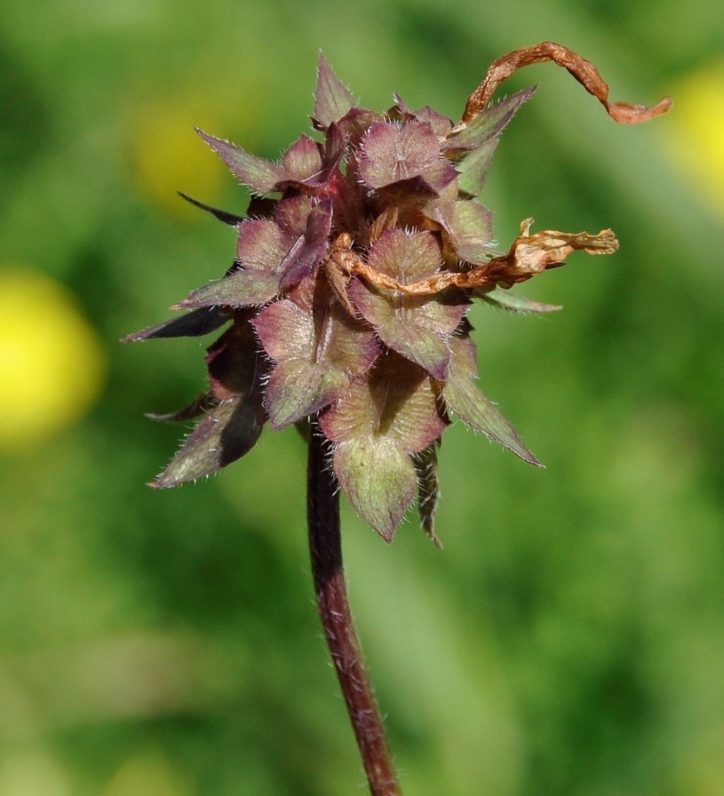 Изображение особи Trifolium clypeatum.
