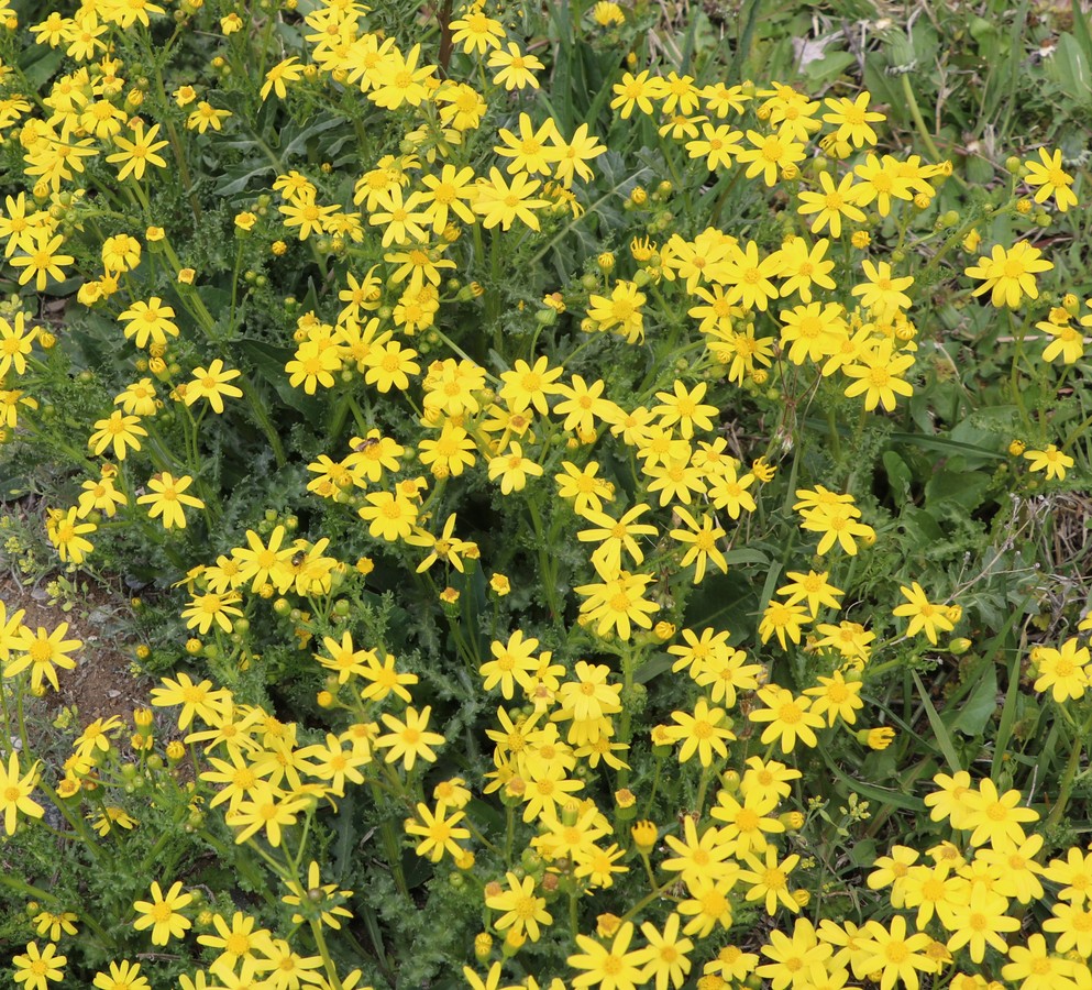 Изображение особи Senecio vernalis.