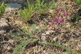 Oxytropis lithophila. Цветущее растение. Узбекистан, Ташкентская обл., южный склон Чаткальского хребта, бассейн р. Ахангаран, водораздел Каттасая и Дукентсая выше пос. Янгиабад. 10.05.2019.