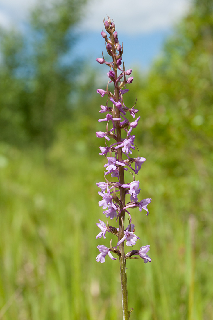 Изображение особи Gymnadenia conopsea.